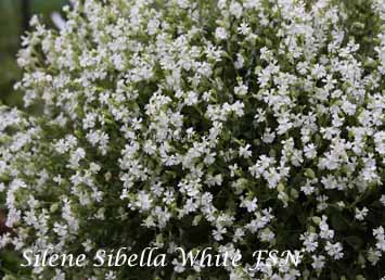 Silene pendula Sibella White FSN -smll